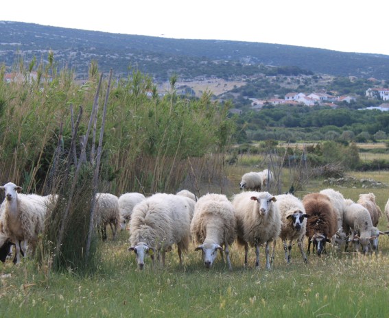 bringing in the herd