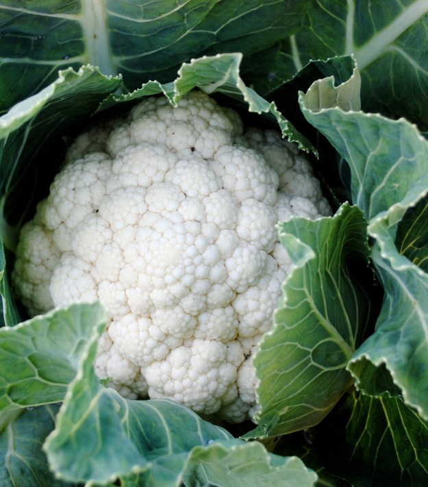 cauliflower