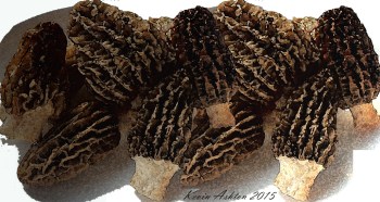 Morels illustration ©Kevin Ashton 2015