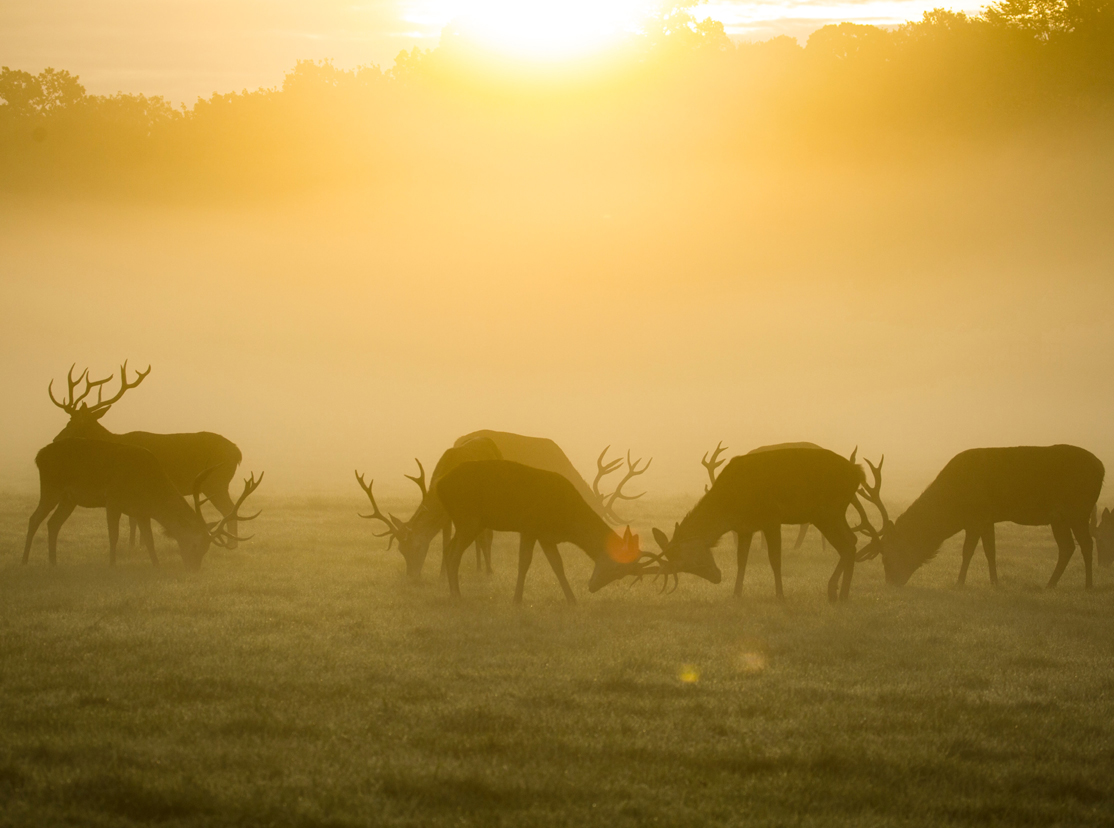 Red Deer by Diana Parkhouse