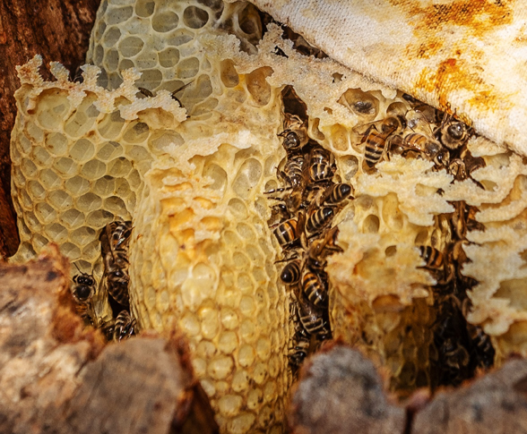 Wild+honeybees+in+a+natural+hive